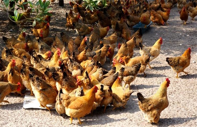 {賭馬}(养殖鸵鸟的利润与成本)